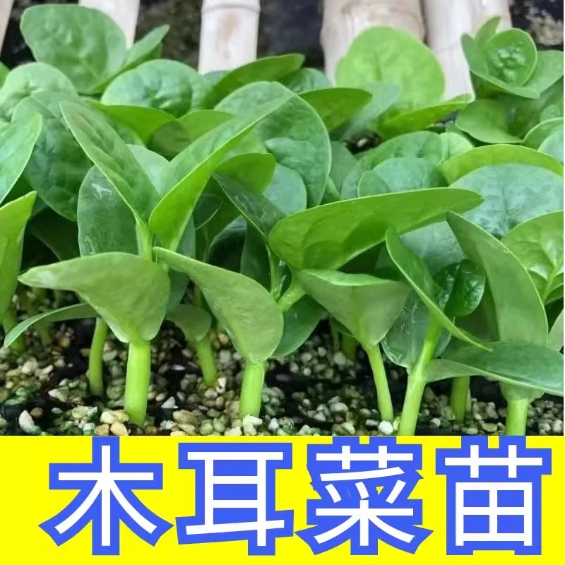 【12颗大叶木耳菜苗子】菜秧苗蔬菜苗籽四季菜籽秋春季种山东寿光