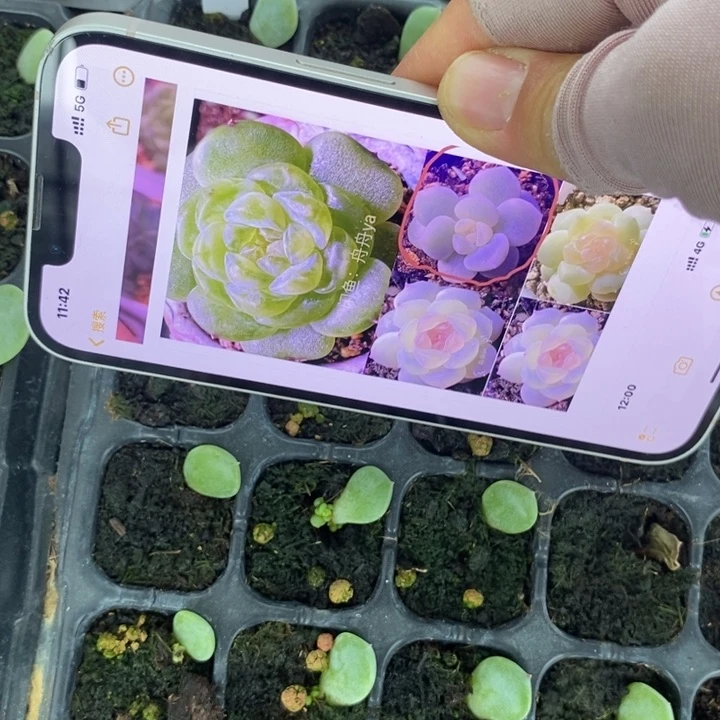 端午六一容止芽苗一个多肉