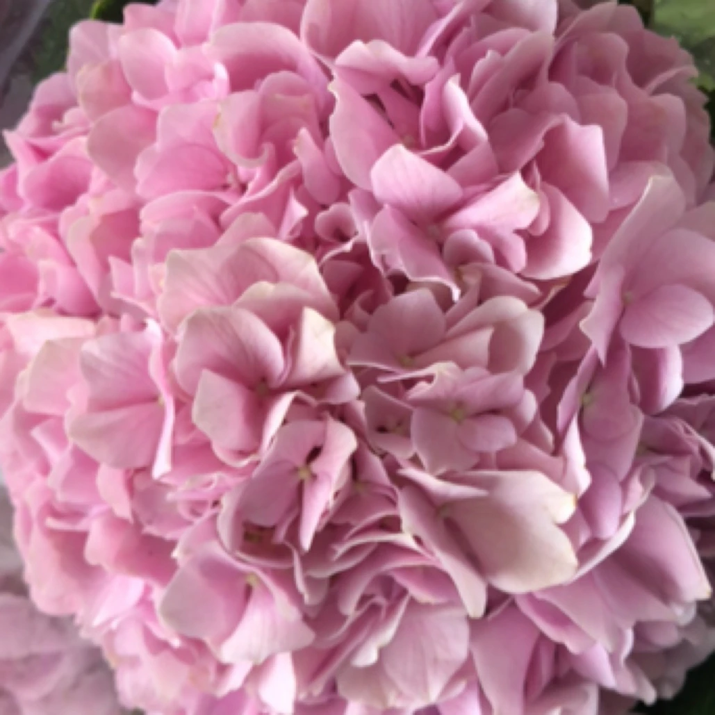 粉色绣球长度60-80厘米