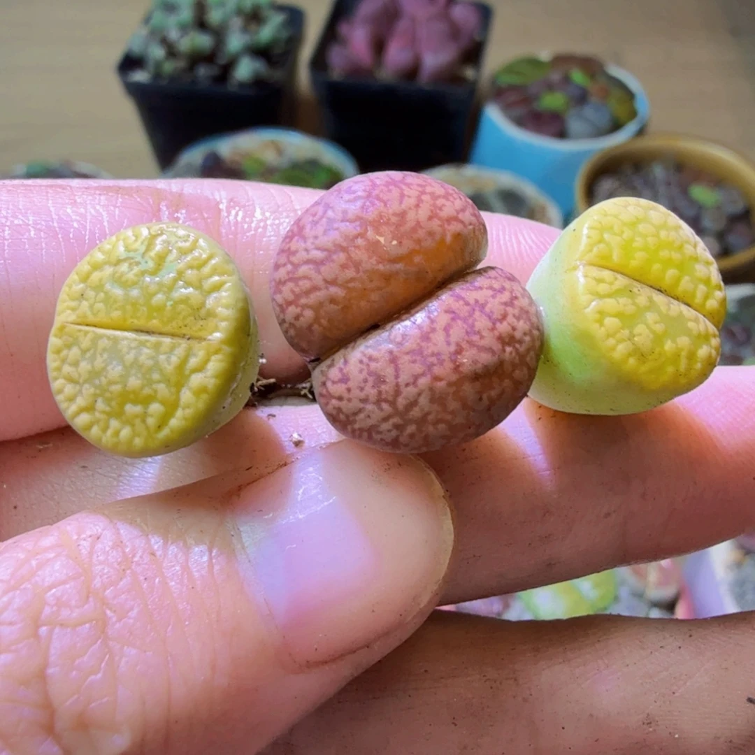 风***兰多肉葡萄的季节性14