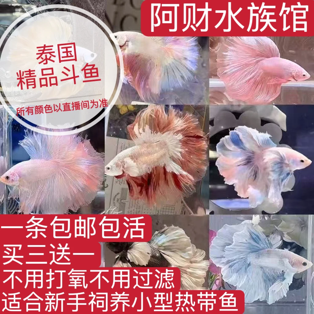 拍三送一泰国斗鱼直播间选编号1-200精品泰斗斗鱼