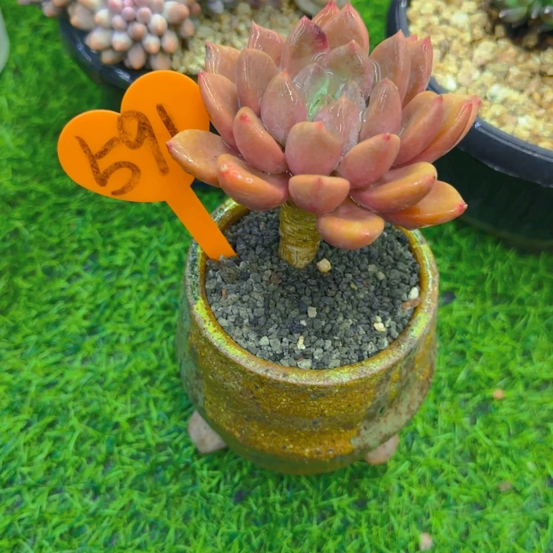 ?****591多肉植物一物一拍