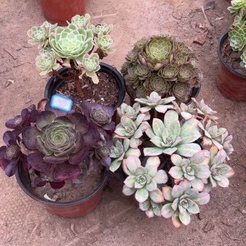968多肉植物组合，