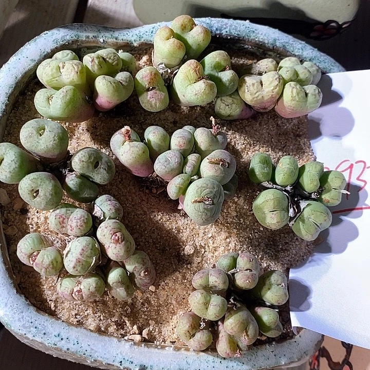 29327。    一群猴头。