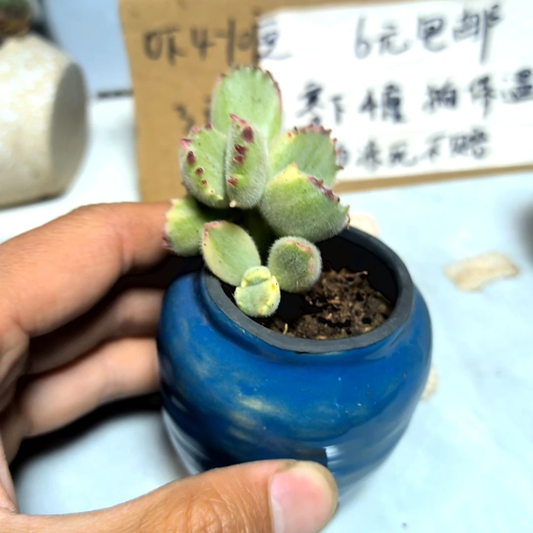 满6元包邮，#白熊