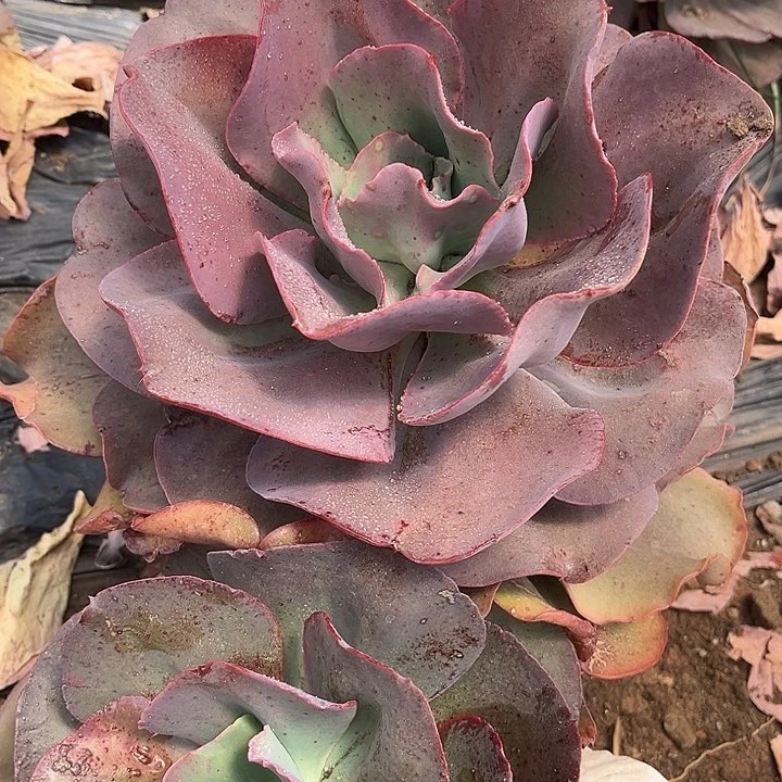 心*初吻2号多肉植物精品