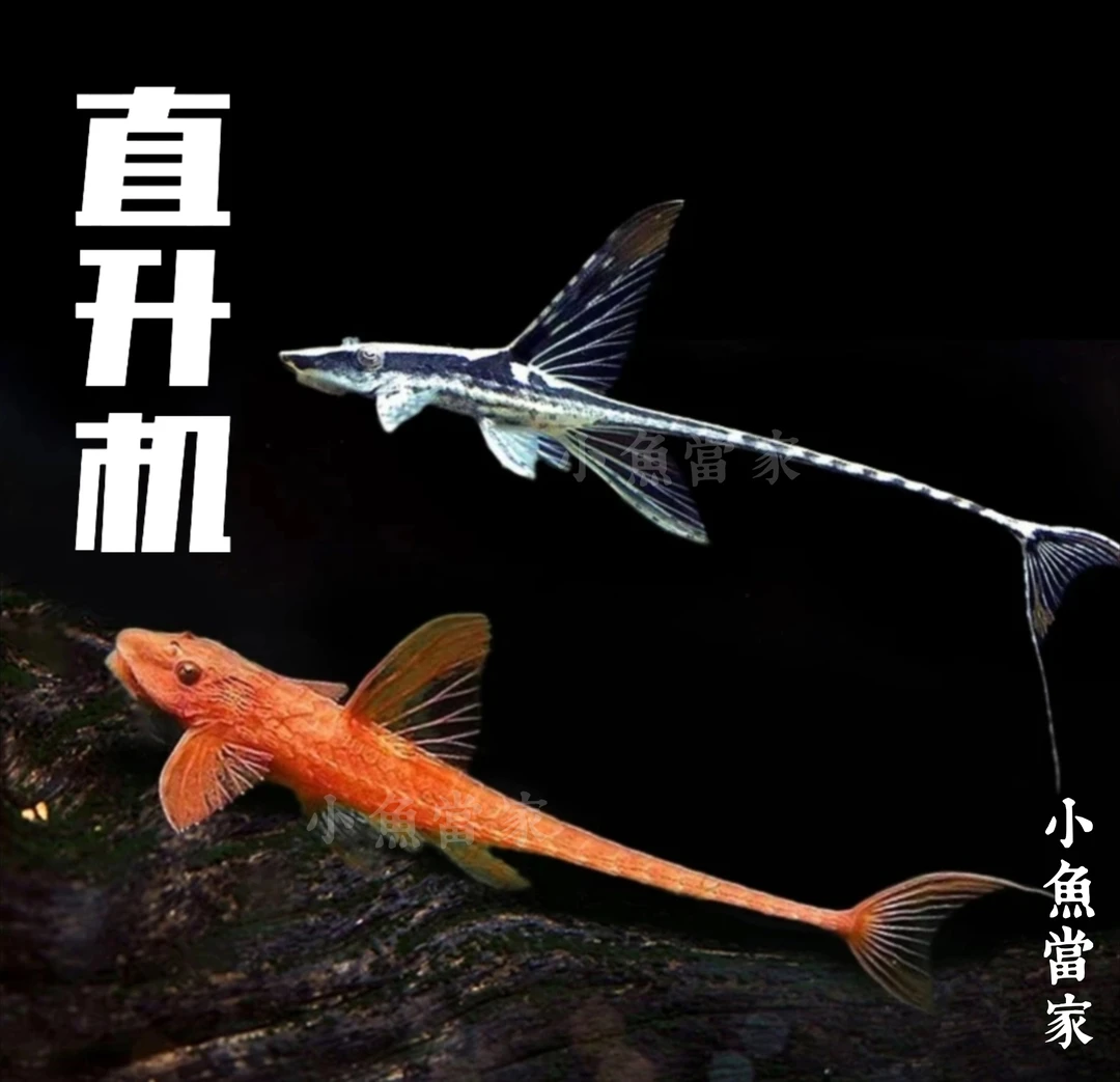 红蜻蜓皇冠直升机黑魔神异型黄金胡子清缸除藻工具鱼