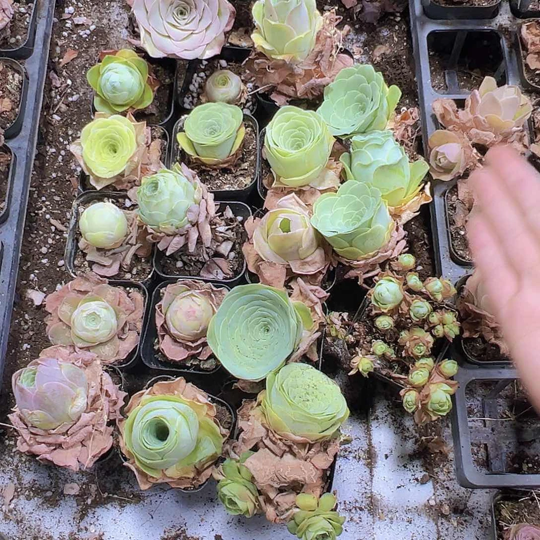 全家福20个玫瑰发样品