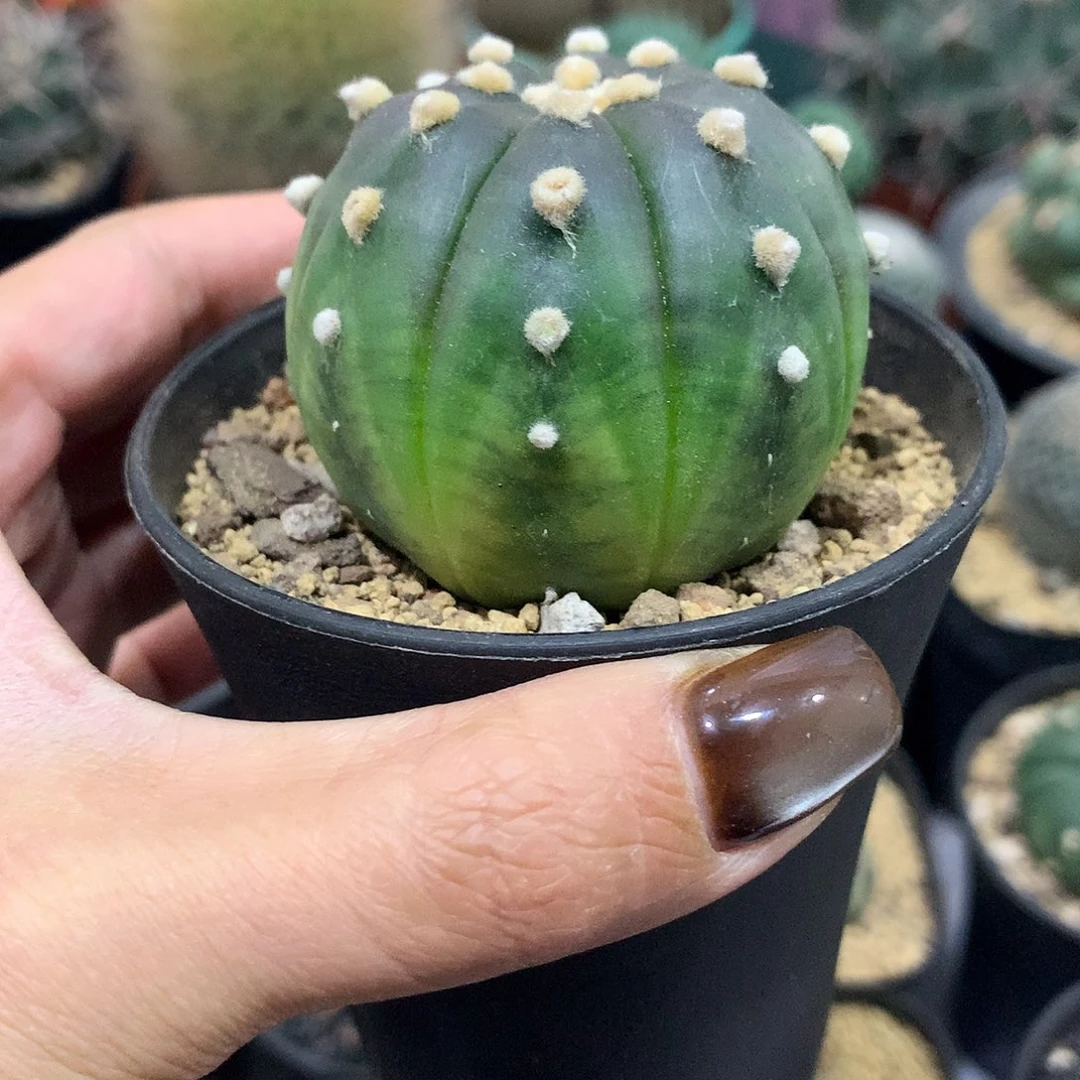 实生根紫皮散斑琉璃兜