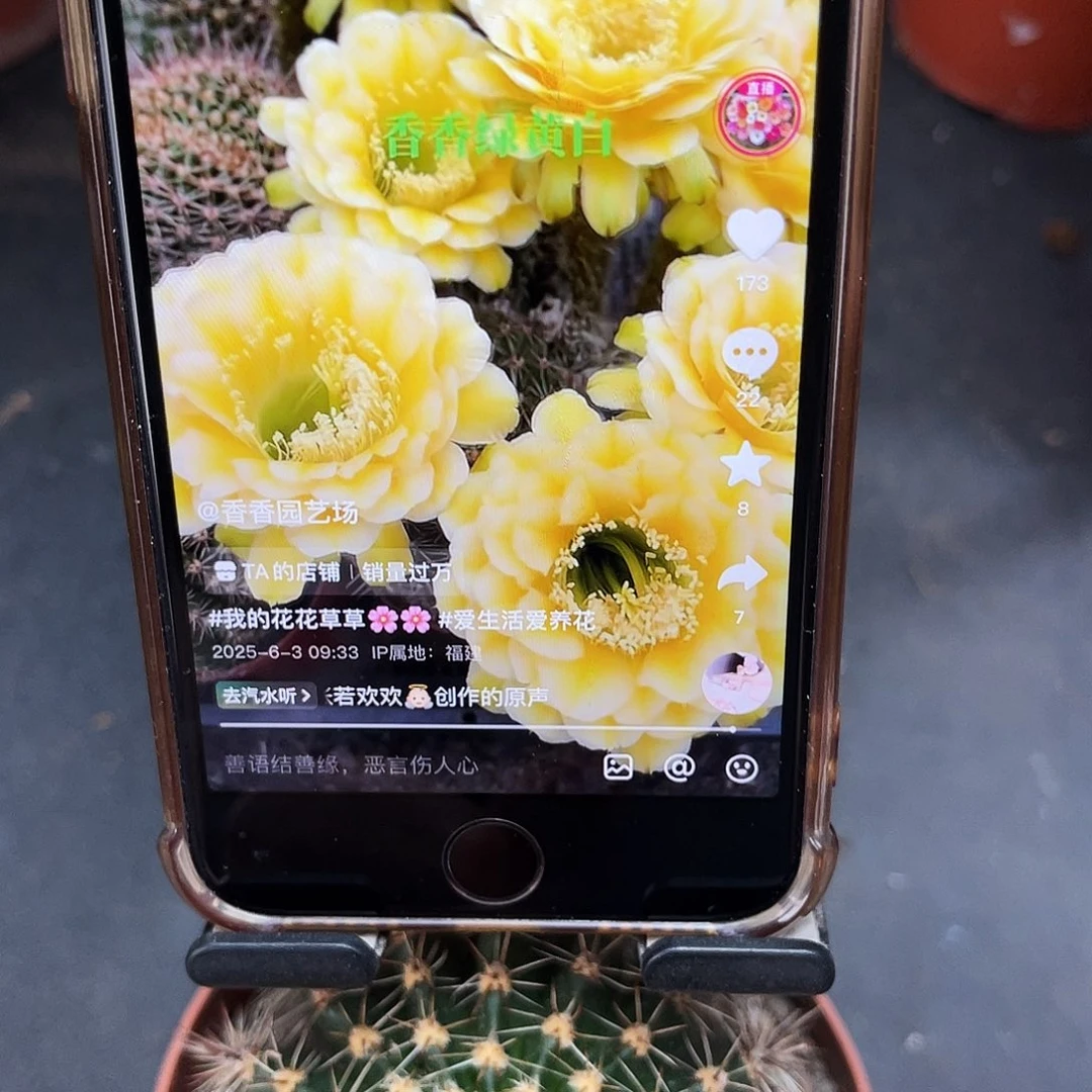 彩草28号绿黄白7-8公分左右