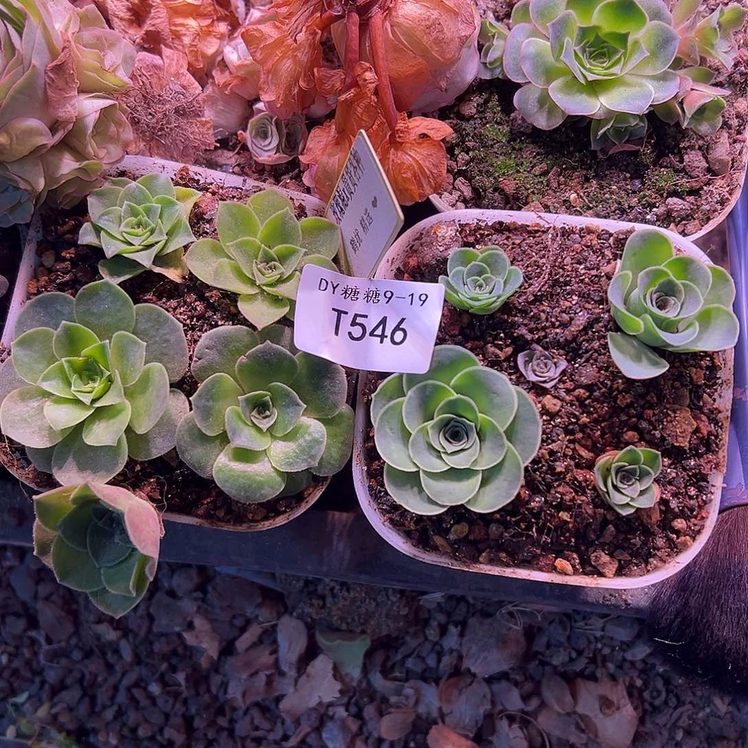 L****不知名   T546