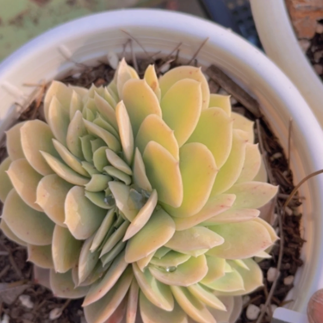 【闪购商品】星纳塔缀02258