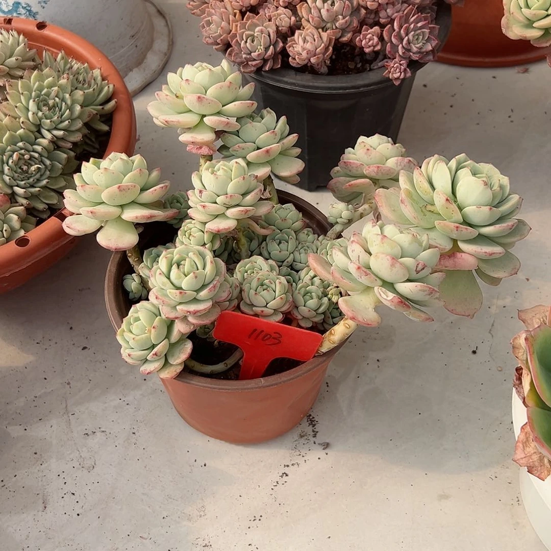 用****51103香草多肉植物