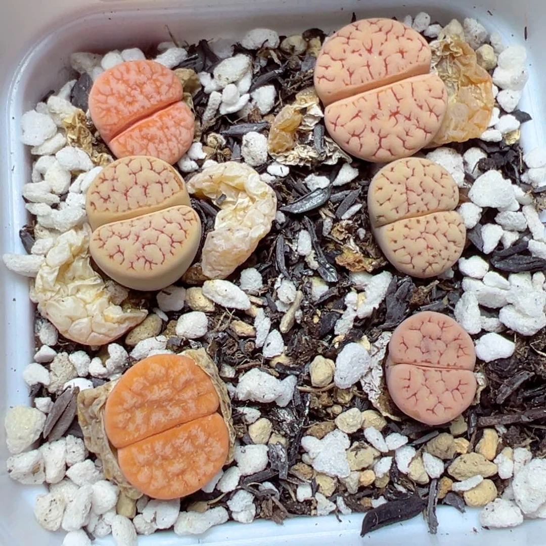 【闪购商品】 1237。