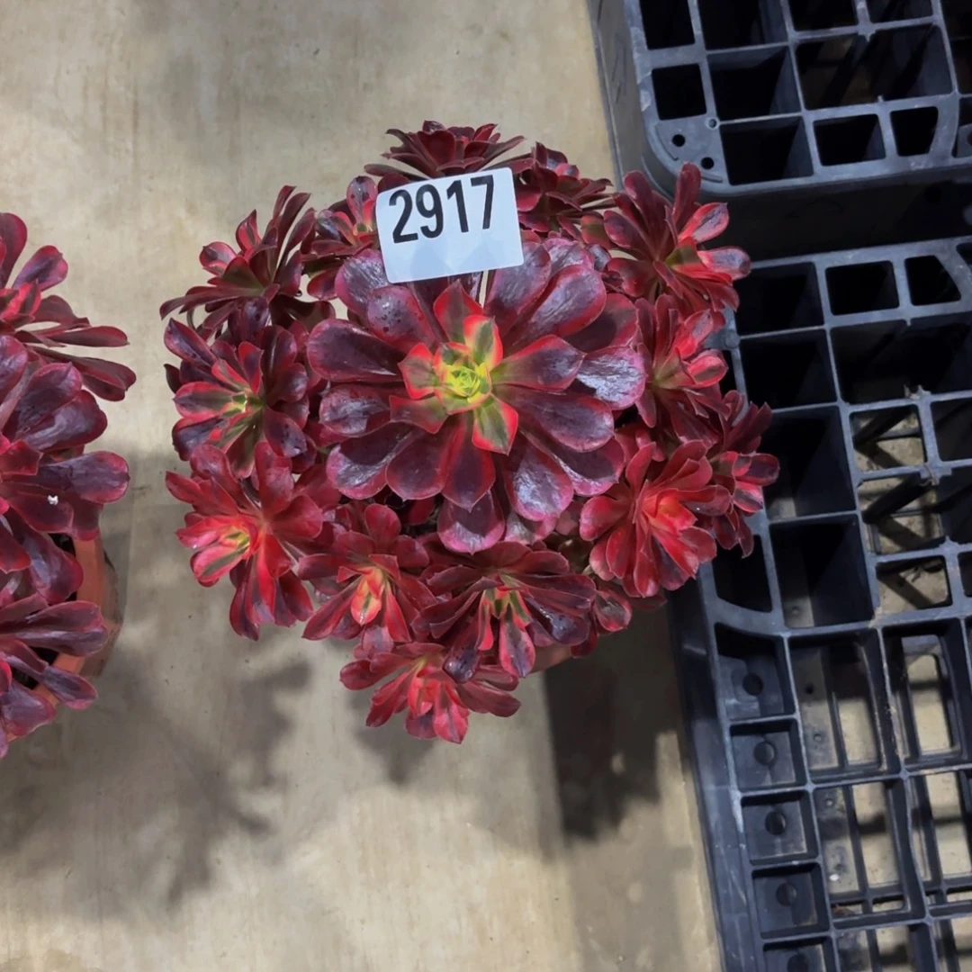 无花朵2917美杜莎111111