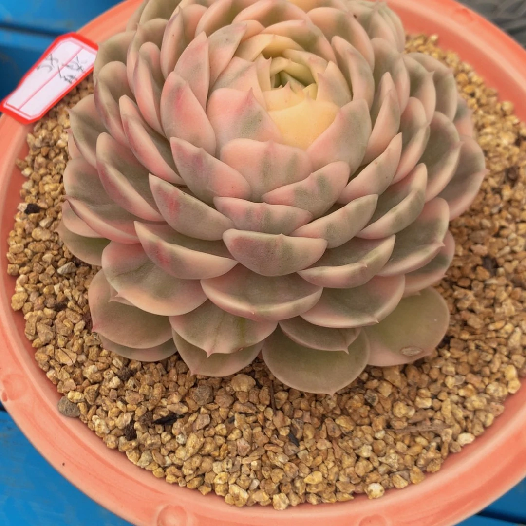 清***行昂斯诺锦11111111