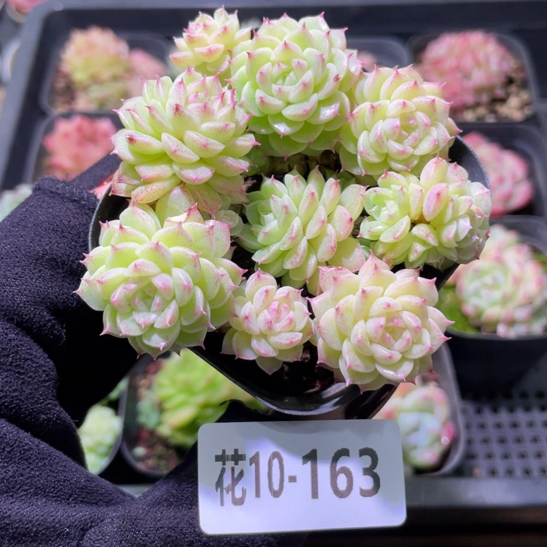 花利美10-163麦秆群