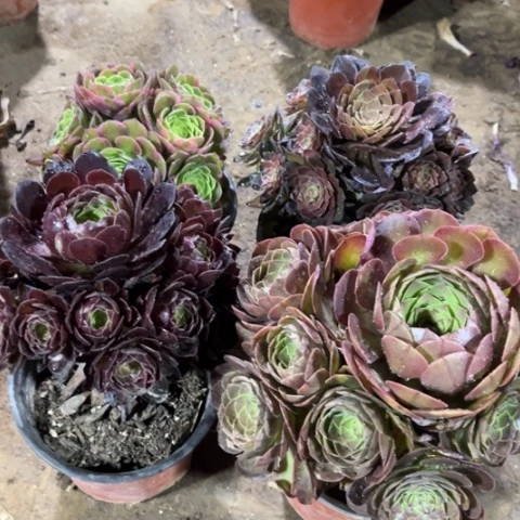 613多肉植物组合