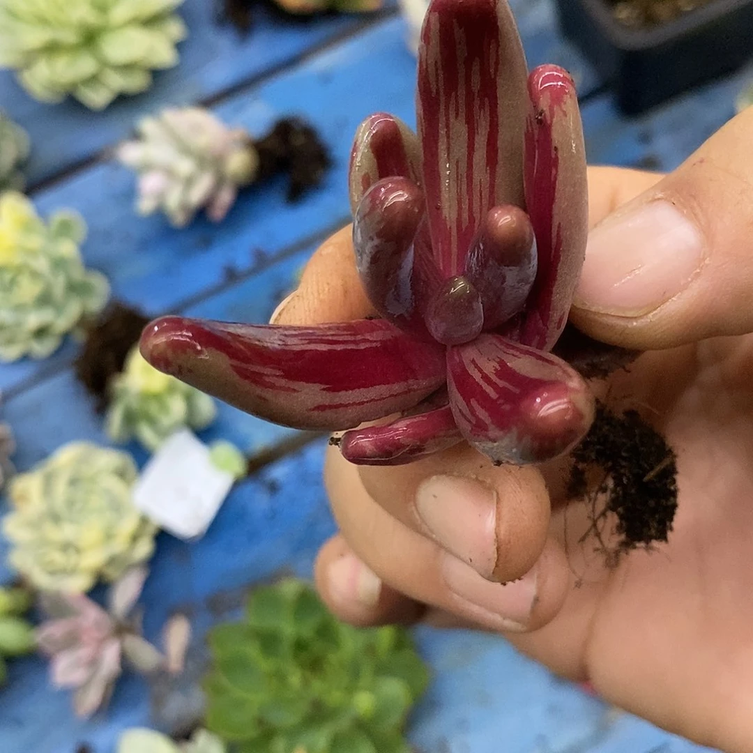 58红手指满拉丝锦炸多肉植物