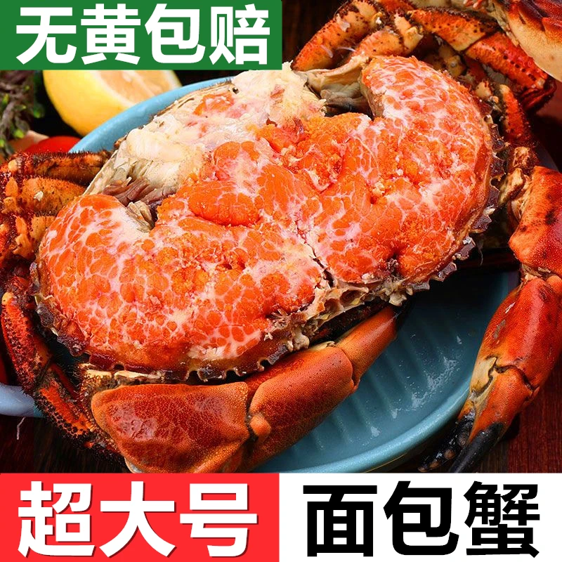 【无黄包赔】大面包蟹新鲜熟冻超大珍宝母蟹鲜活黄金蟹海鲜螃蟹批发