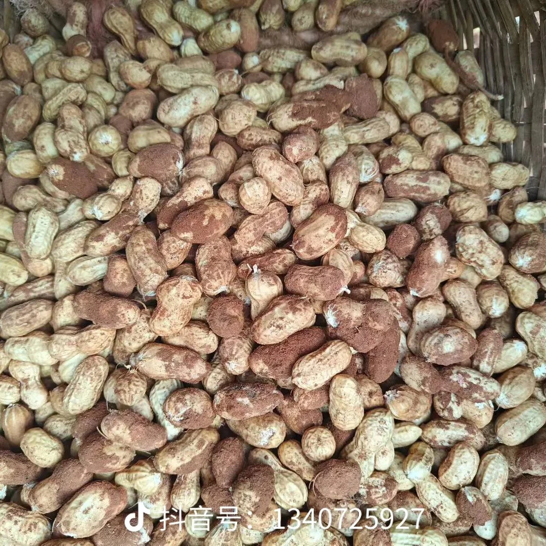 新鲜带壳花生,农户自种可水煮生吃