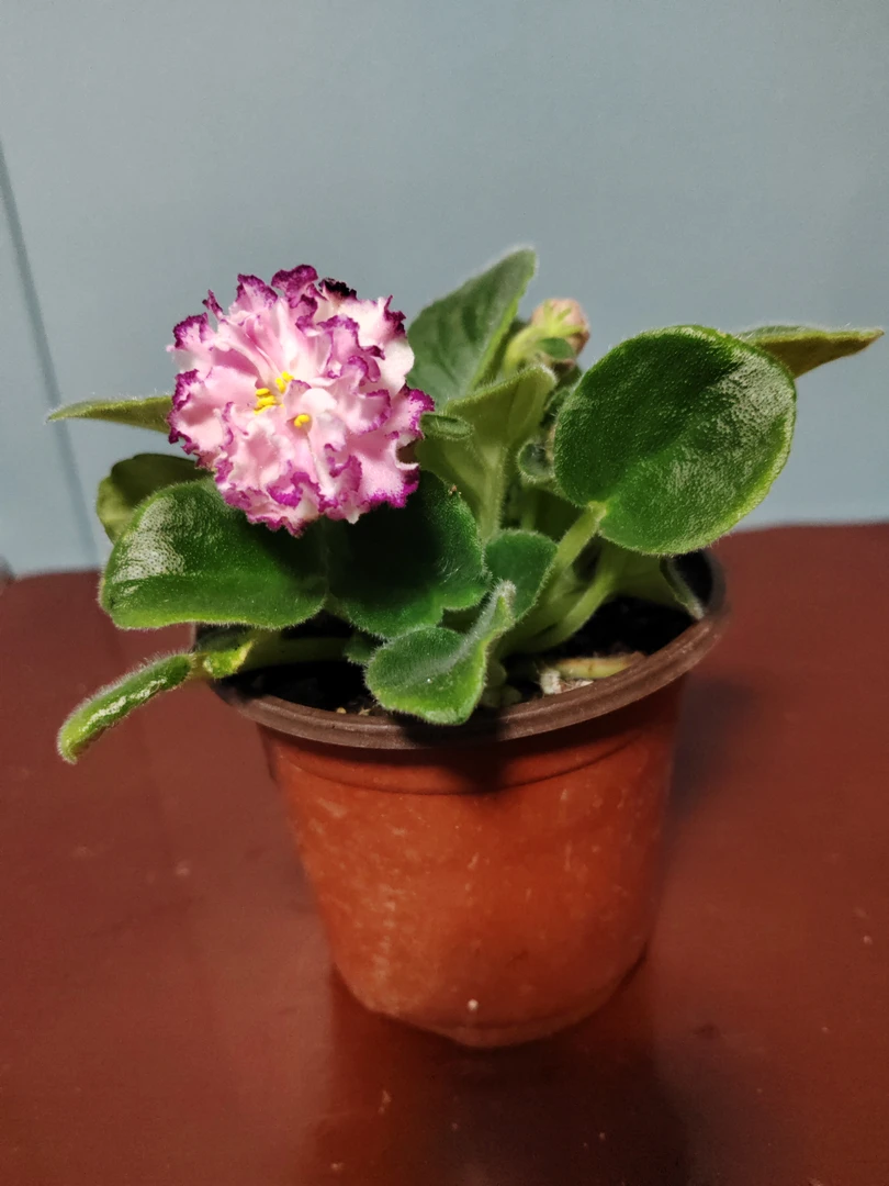 紫罗兰一盆包邮到家