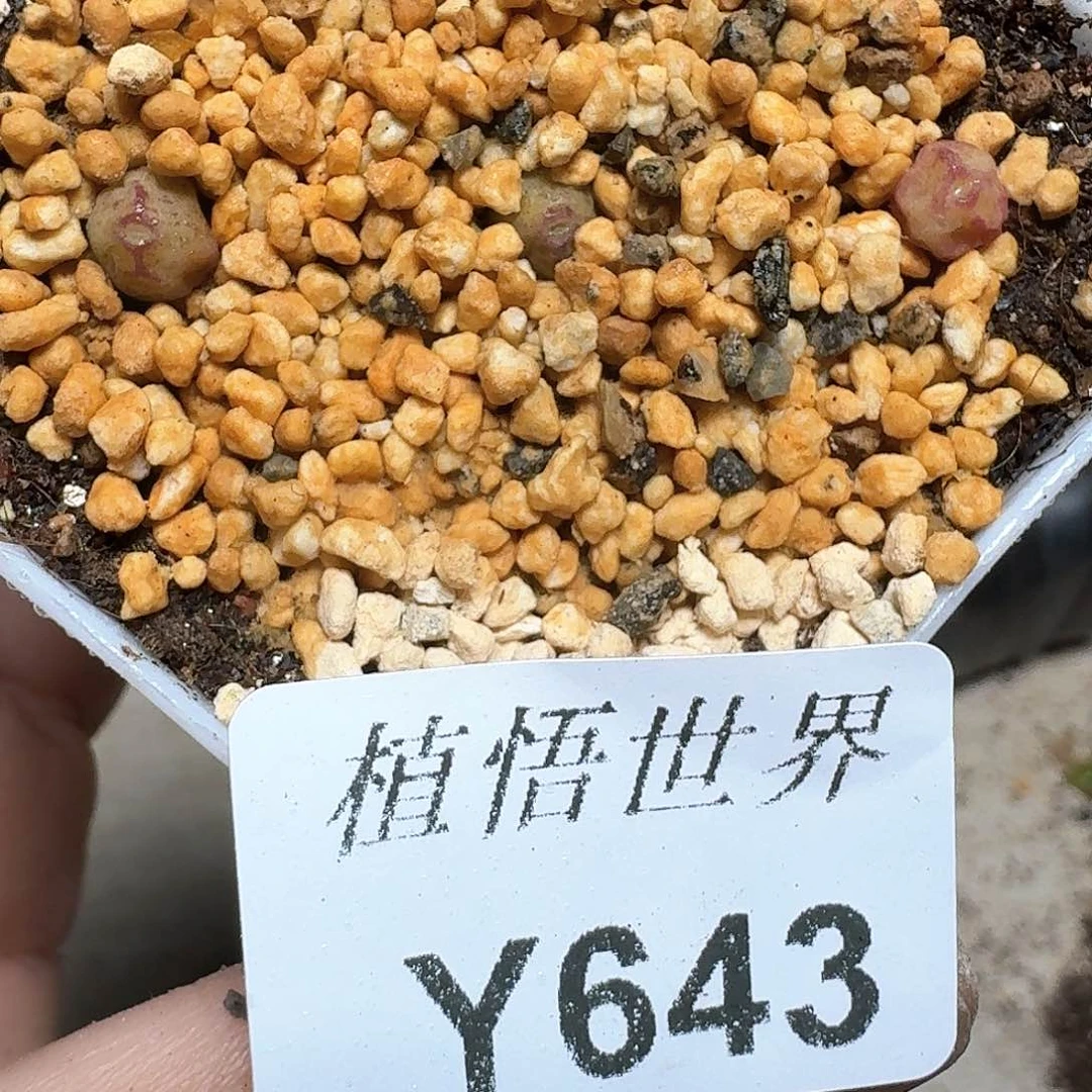 643号多肉植物哇d c