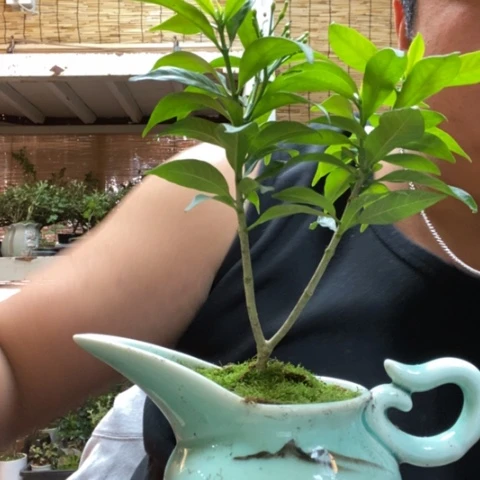 红陶一物一拍所见即所得37