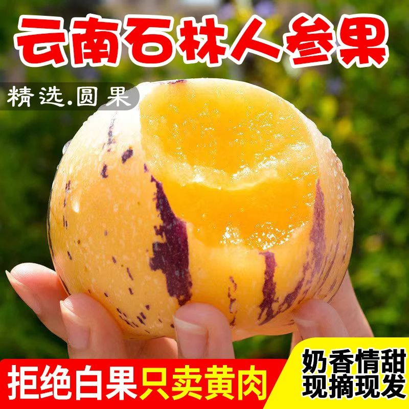 甄果香云南石林人参果圆果树上熟黄肉正宗人生果香甜爆汁新鲜水果