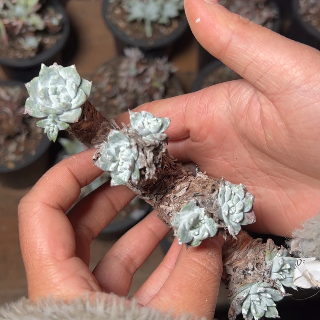 2639哈哈哈哈哈哈哈哈