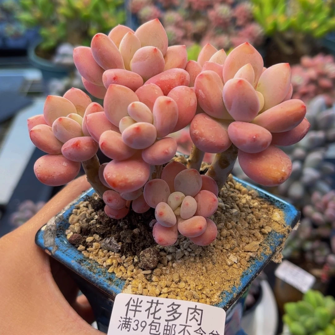 1260-樱花洛神多肉6cm