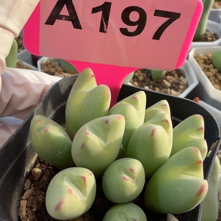 197mmmmmmmmmmmmmmmm