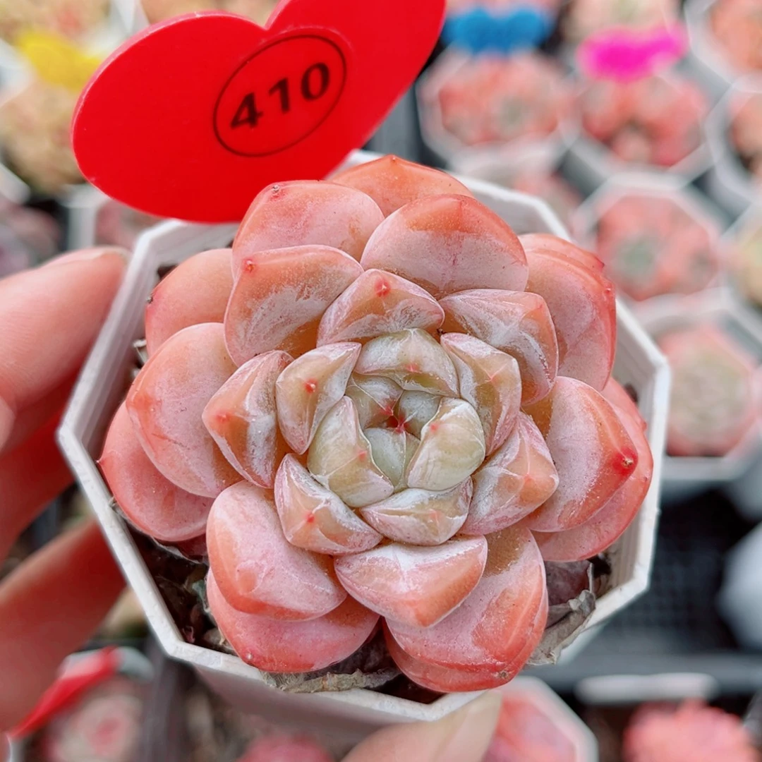 410号小老桩糖心双头