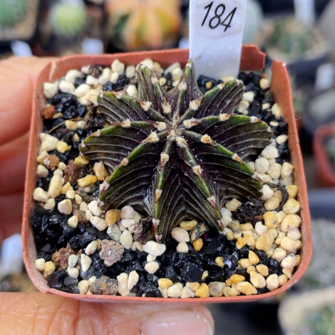 盆5公分满25包邮裸根发货