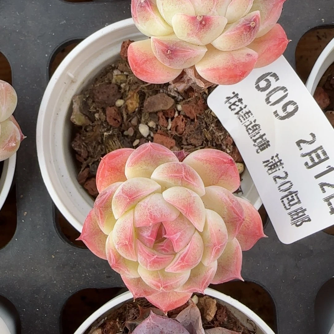 花语逸境0212-609