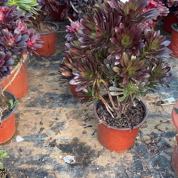 宁****》多肉法师植物链接18