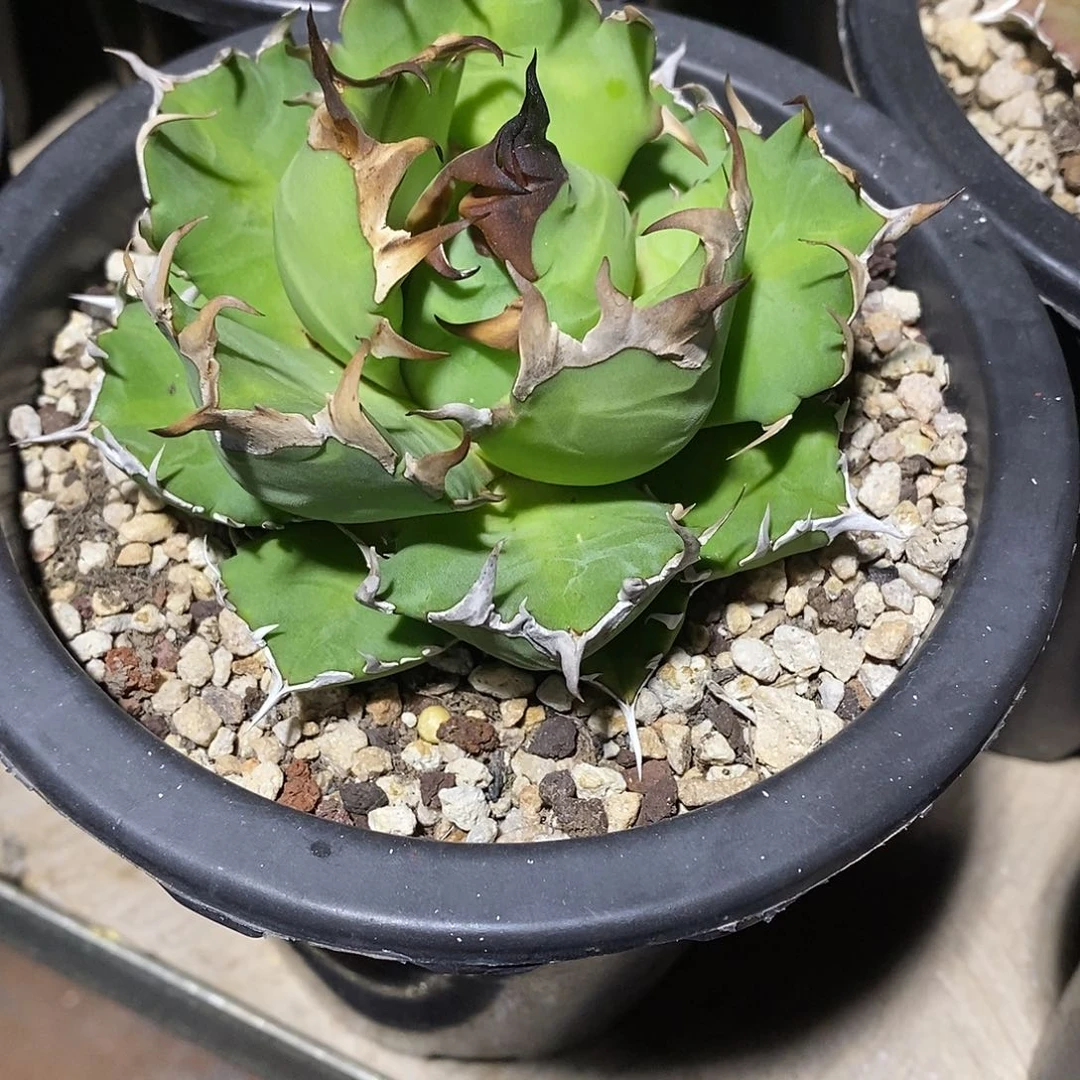 多肉植物龙蛇兰植物