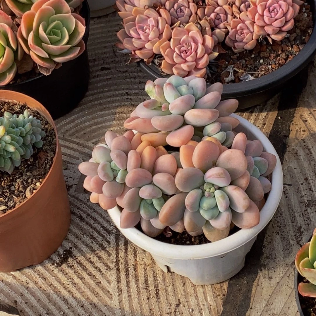 ᥫ****48包邮一物一拍多肉植物