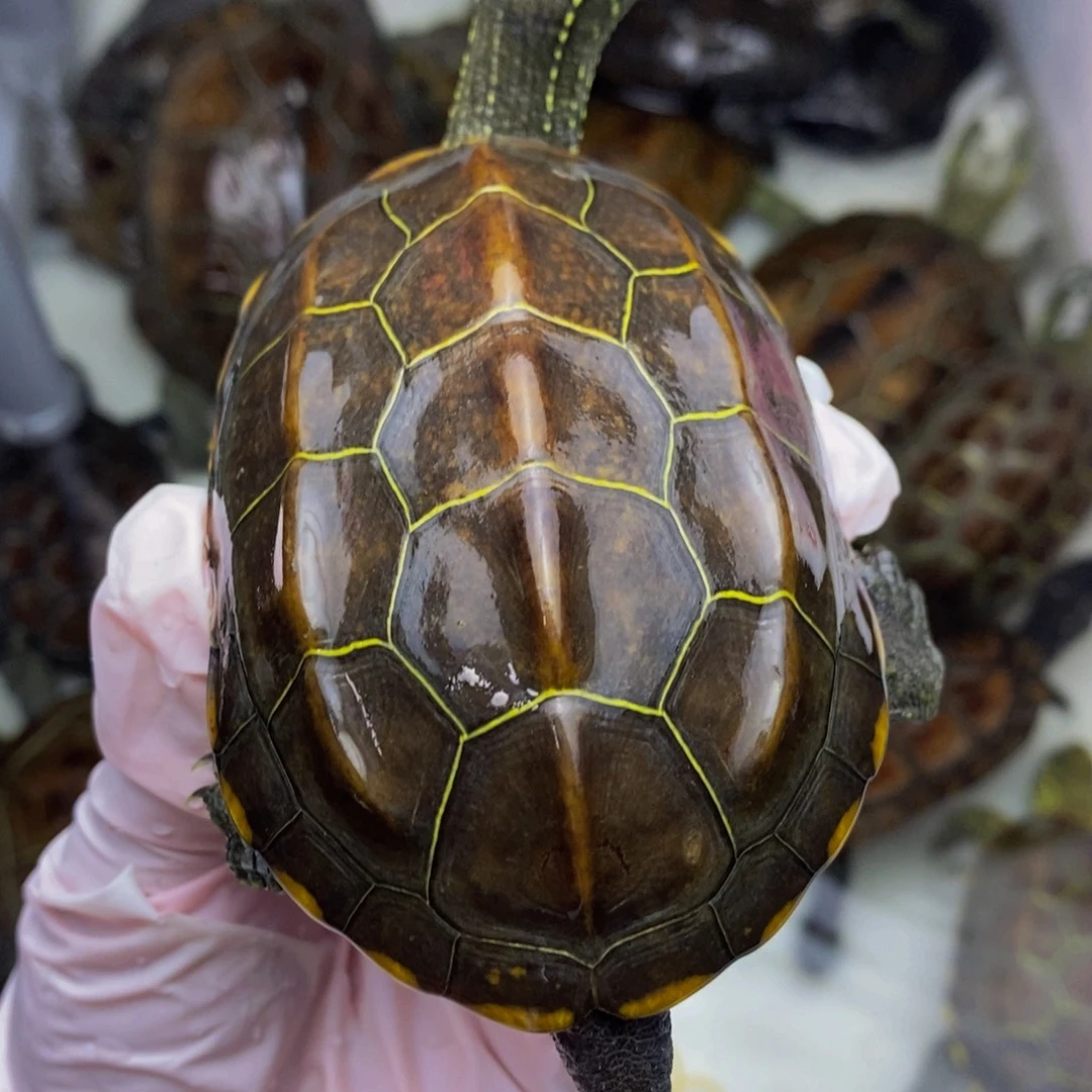 绿毛龟公湖北草的金线公龟