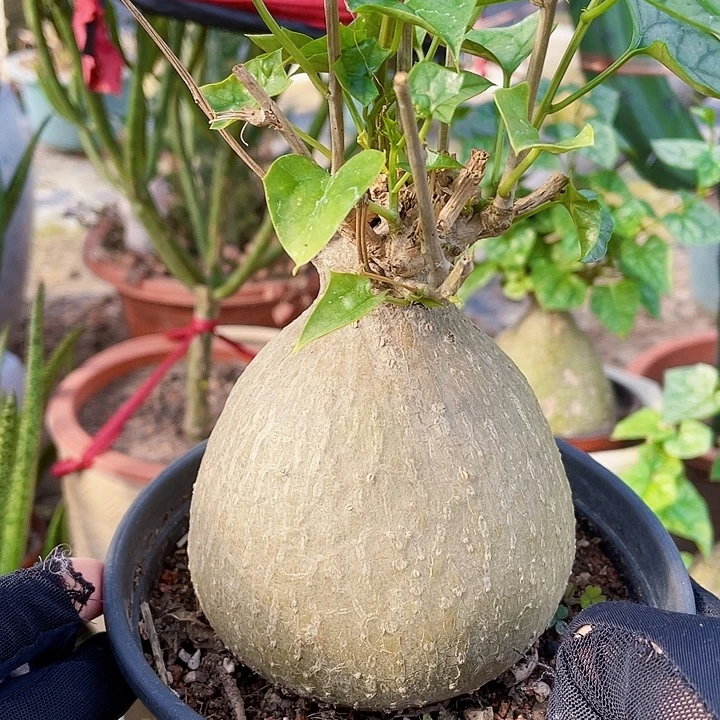 完全开放睡布袋8cm