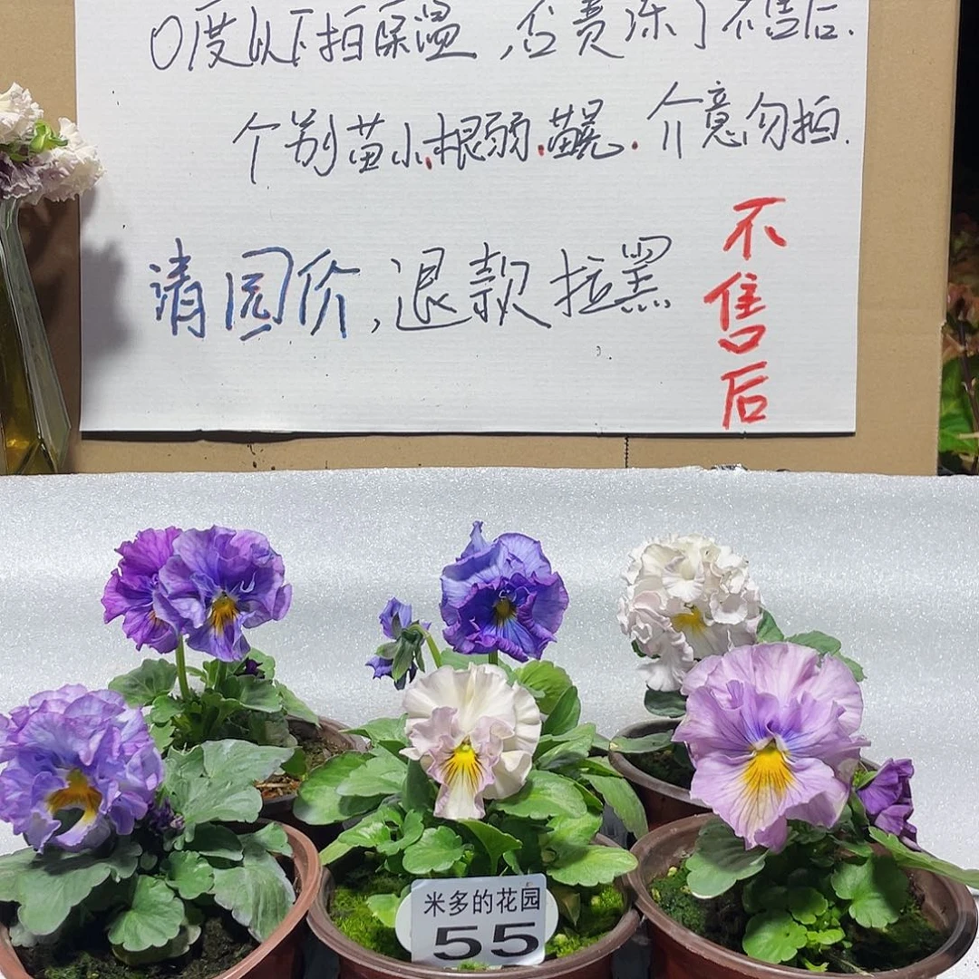 大部分花苞少量开放55