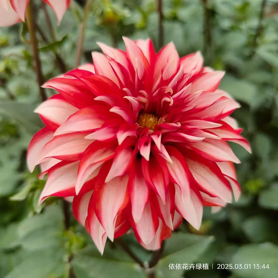 【圣诞老人】大丽花盆栽墨西哥进口品种阳台花园庭院种植