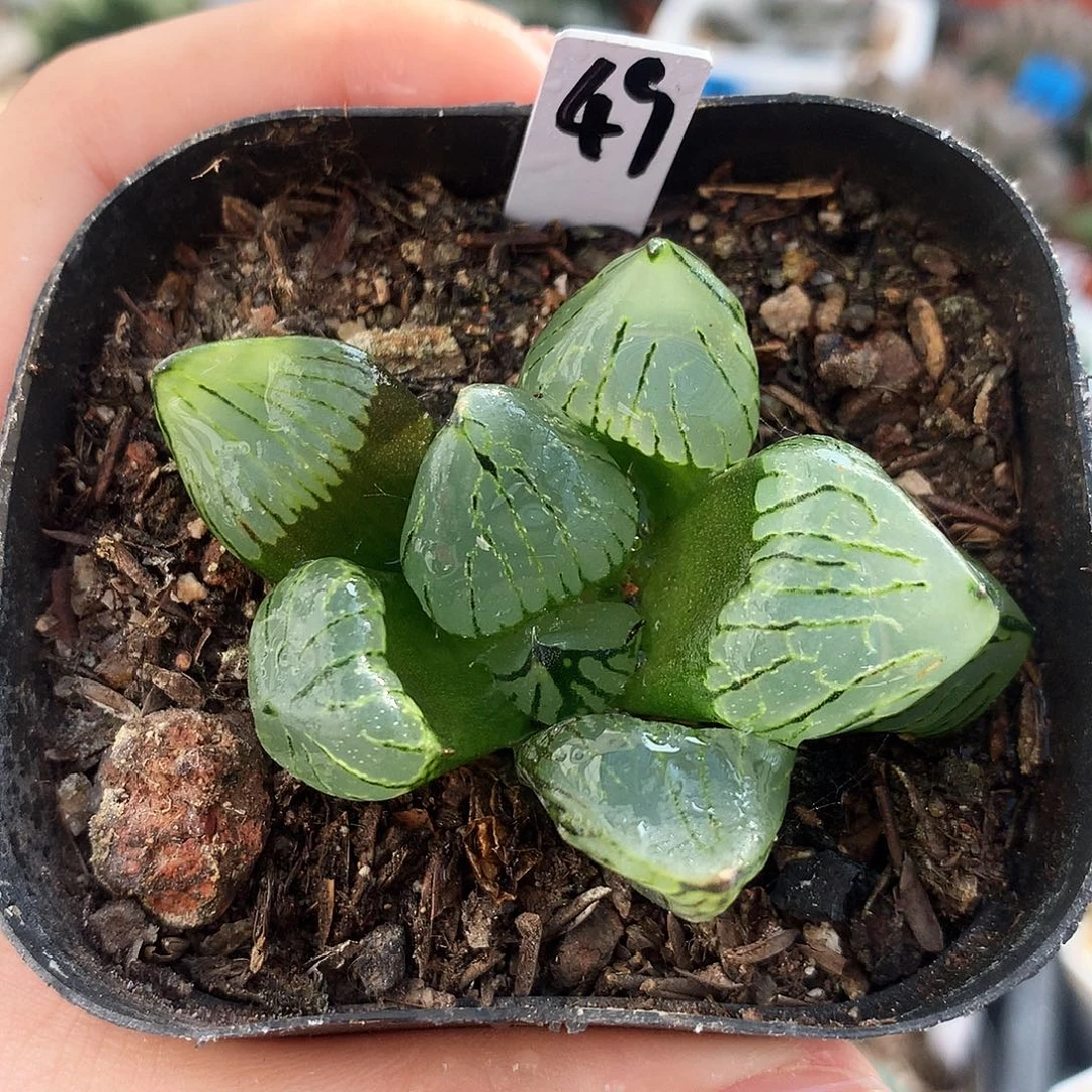 魔晶球，一物一拍，49号