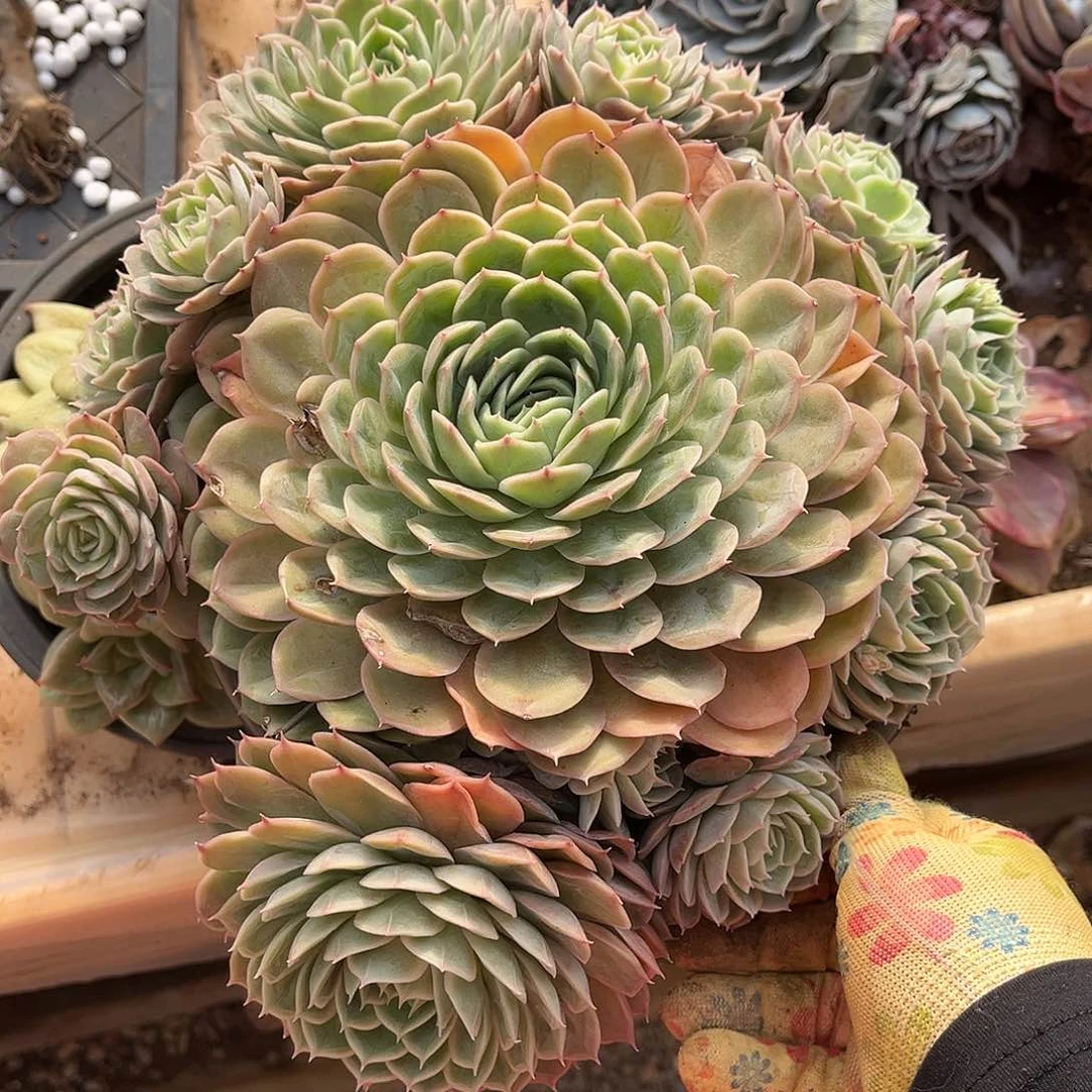 多肉植物昂斯诺18.88