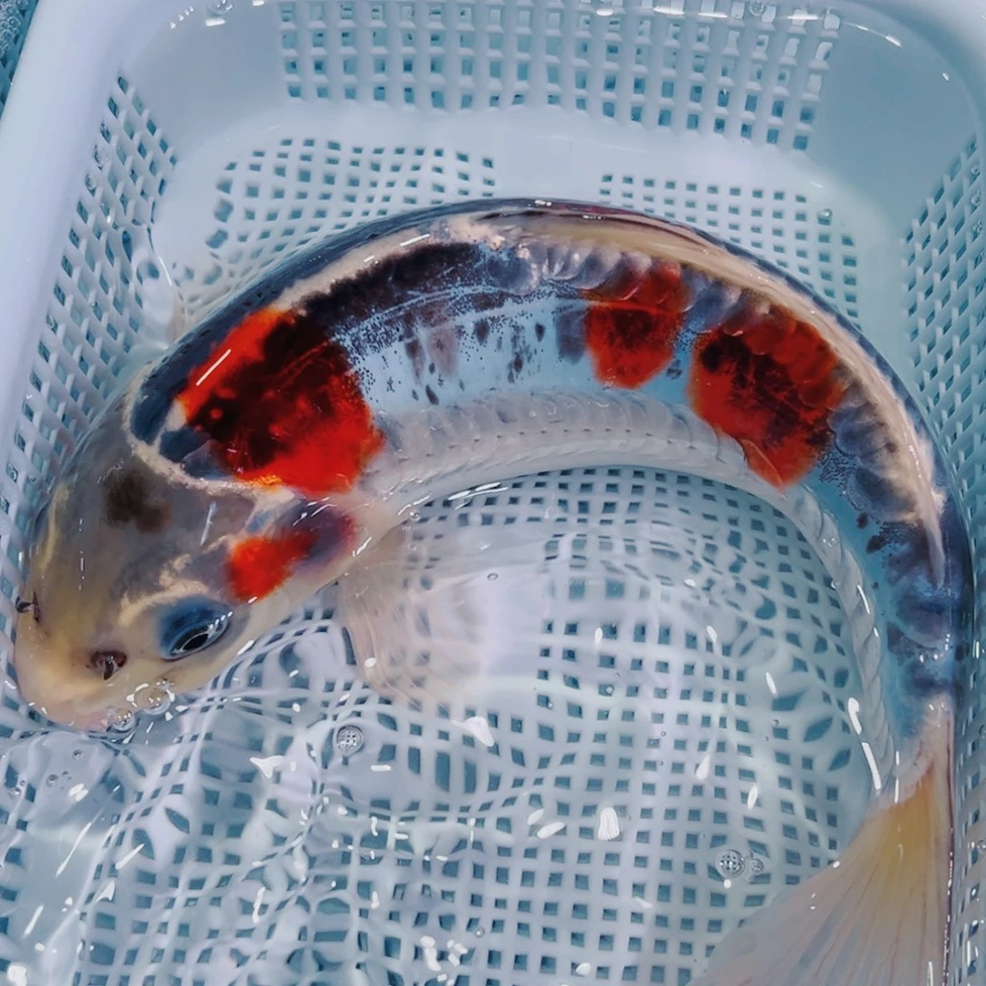 锦鲤锦鲤冷水鱼观赏103