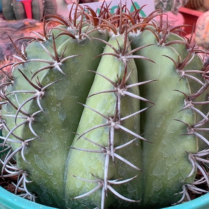 悳恩知道我也睡下咯晚安