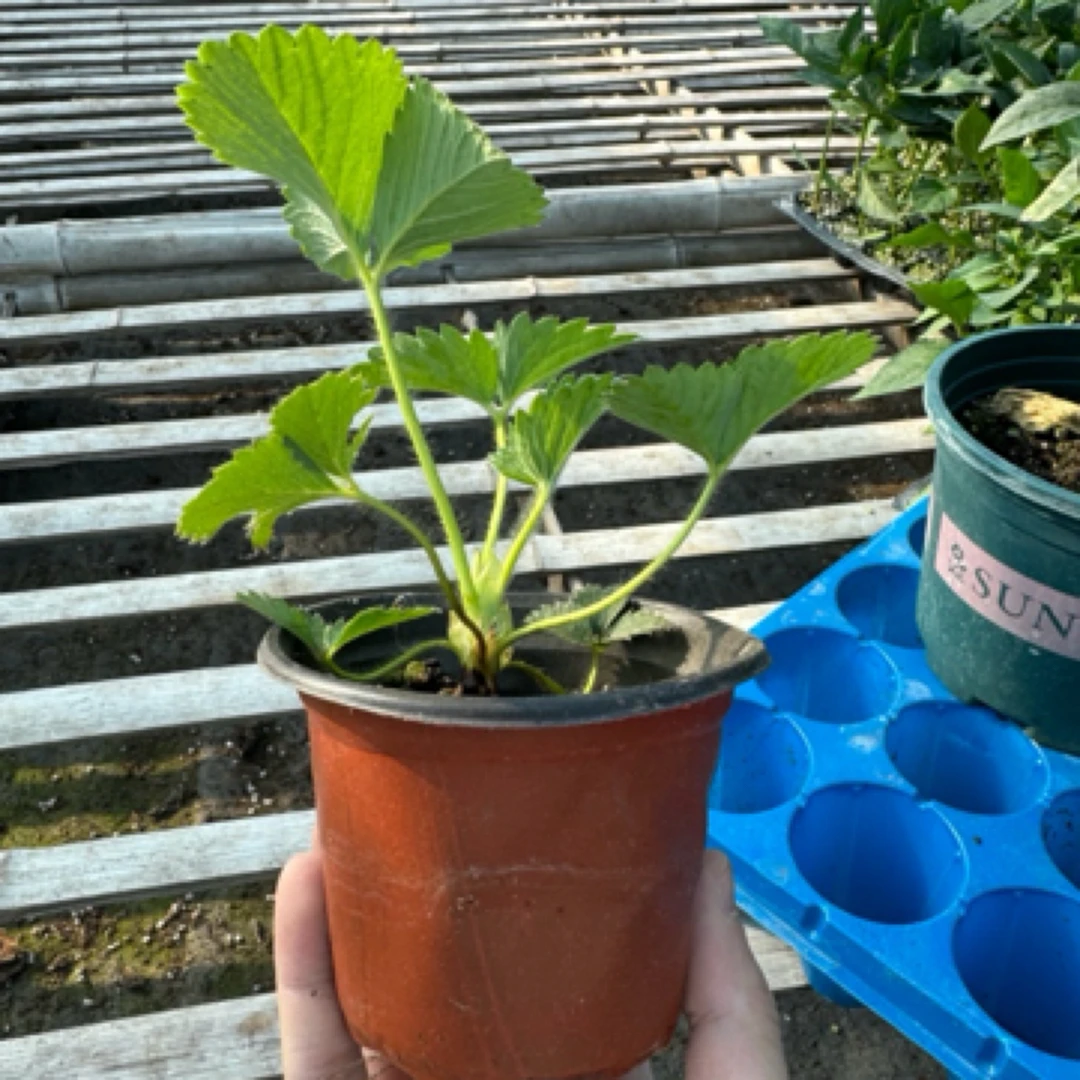 山东寿光带盆带土发货草莓苗盆栽地栽香野章姬草莓盆