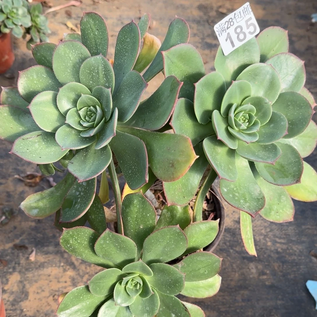 蓬莱阁多肉185满28包邮断枝不包