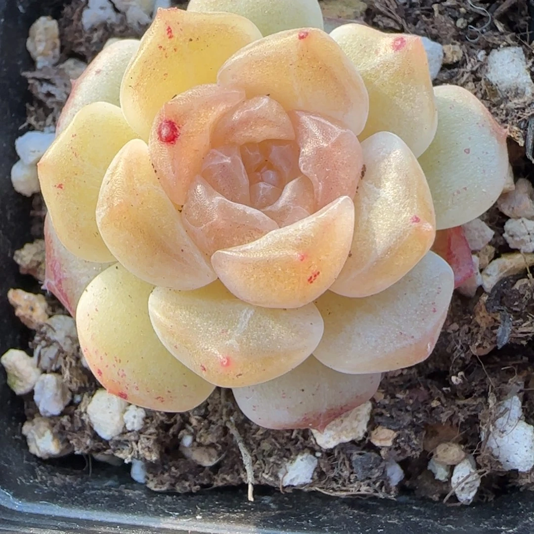 小卡拉米糖心一物一拍