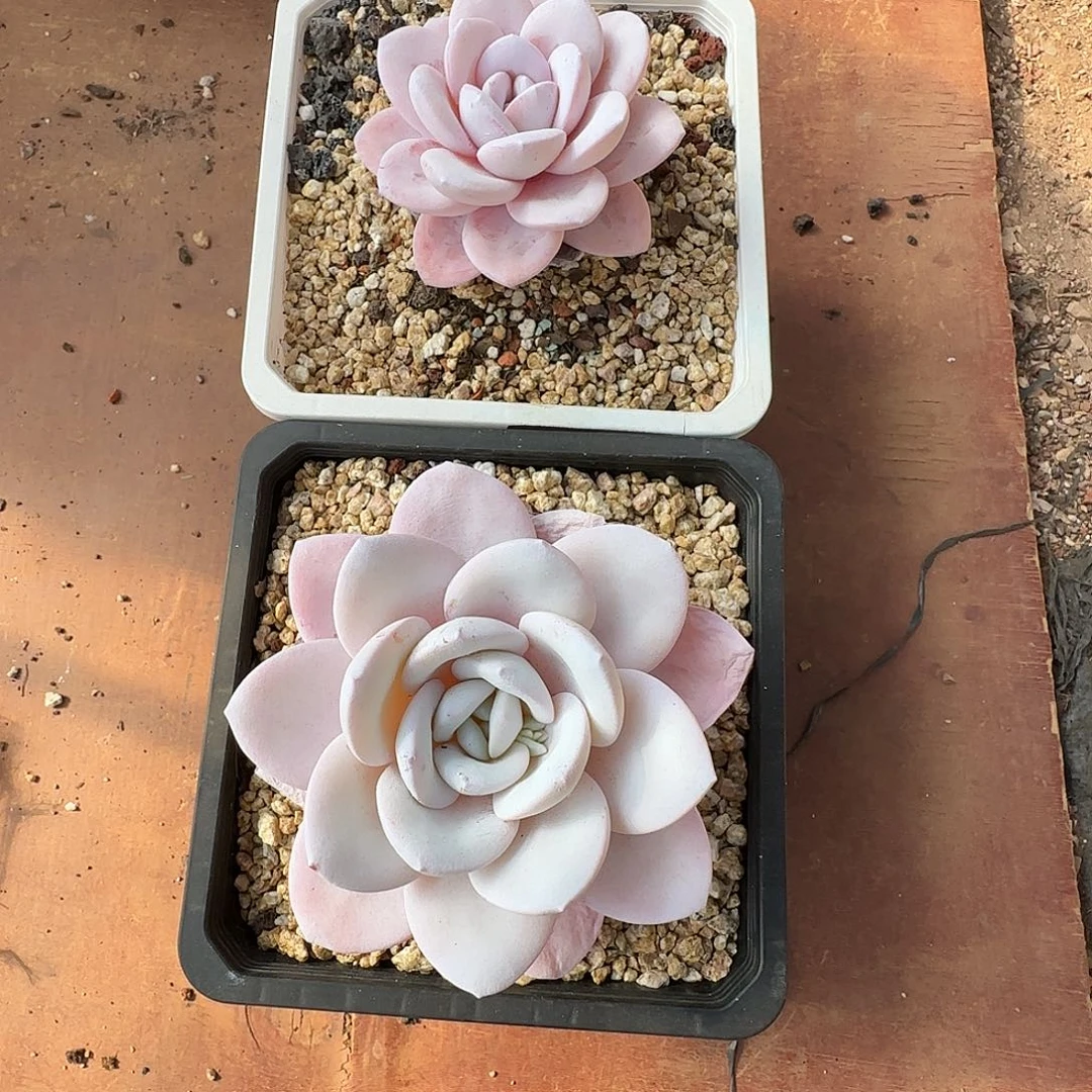 雪**?兴兴园艺。 雪莲